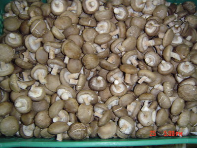 amystd$218205945.jpg