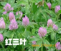 ��Ӧ����Ҷ���ͪ