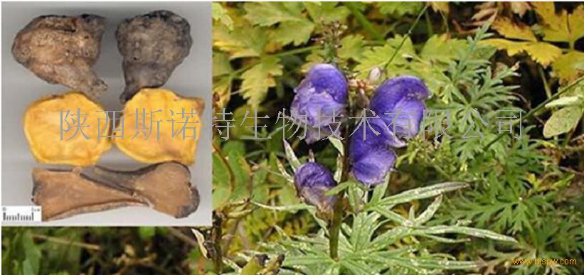 白附子提取物 10:1 斯诺特现货 诚信经营