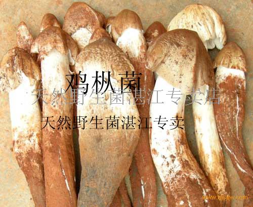 鸡枞菌