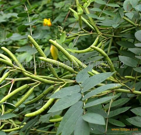 cassia occidentalis linn 【原料别名】羊角豆,山绿豆,假决明,狗屎豆