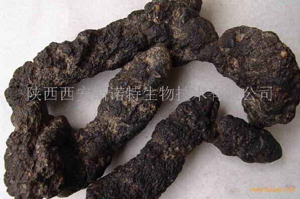 猪苓粉