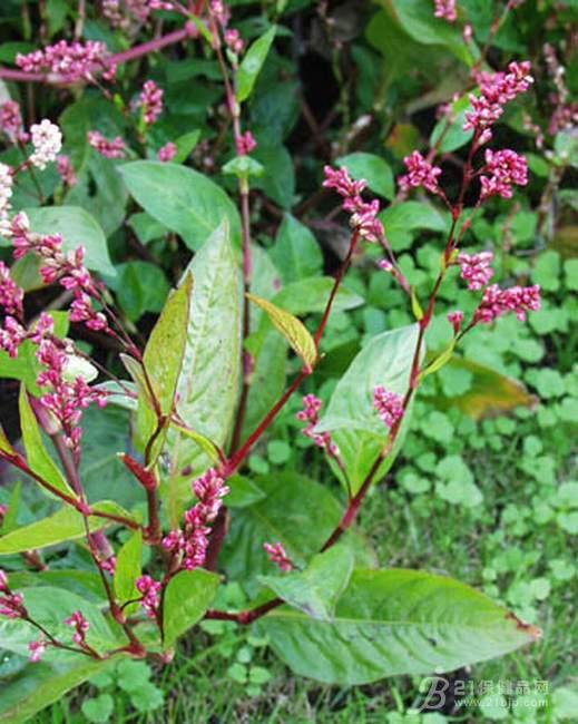 青黛提取物【别名】靛,靛花,靛沫,蓝靛【产品来源】爵床科植物马蓝