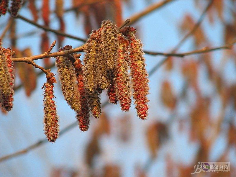 杨树花粉