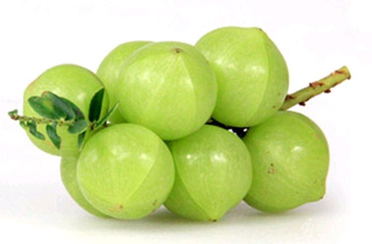 供应余甘子提取物 卖方- 21保健品网